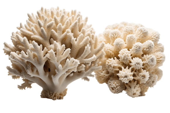 Two White Coral Branches Isolated PNG: A Versatile Asset for Modern Design